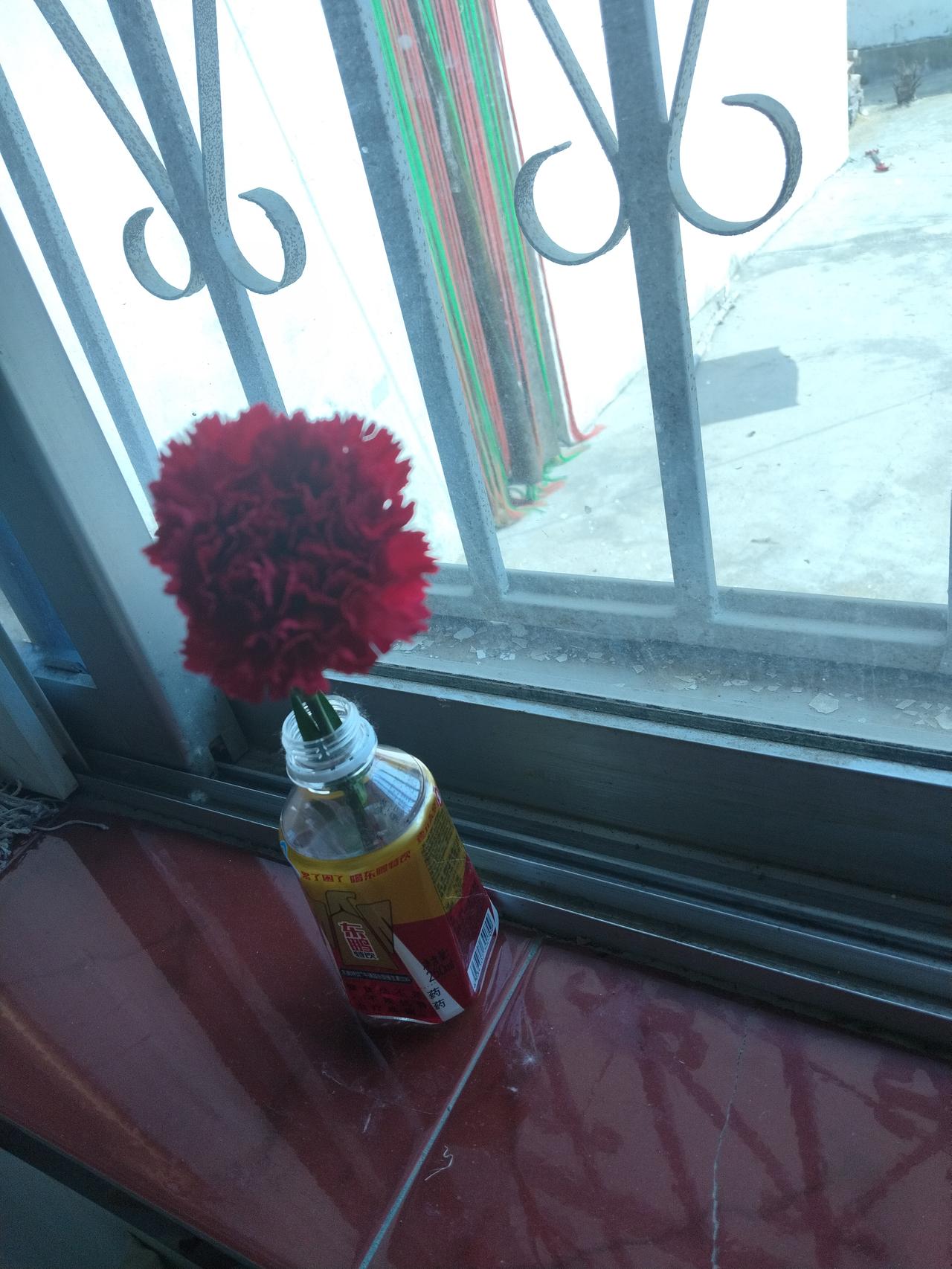 儿子送的花，又盛开了一点！应该能放好几天吧，我是真喜欢！