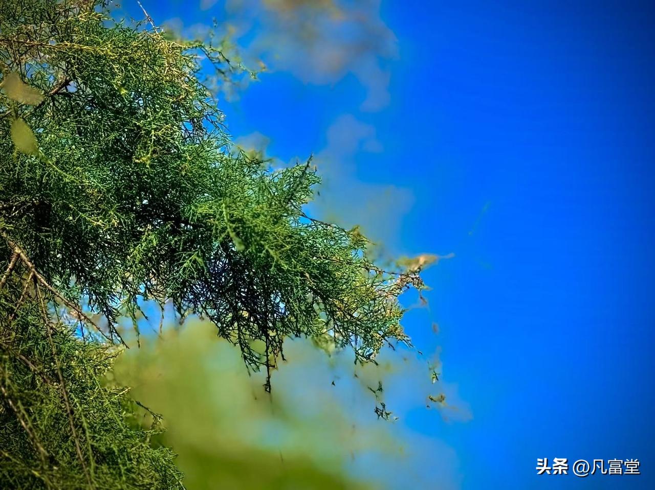 柽柳辞
      （原创）


贫瘠的荒地里，它把根
往更坚硬的苦里扎
多像一