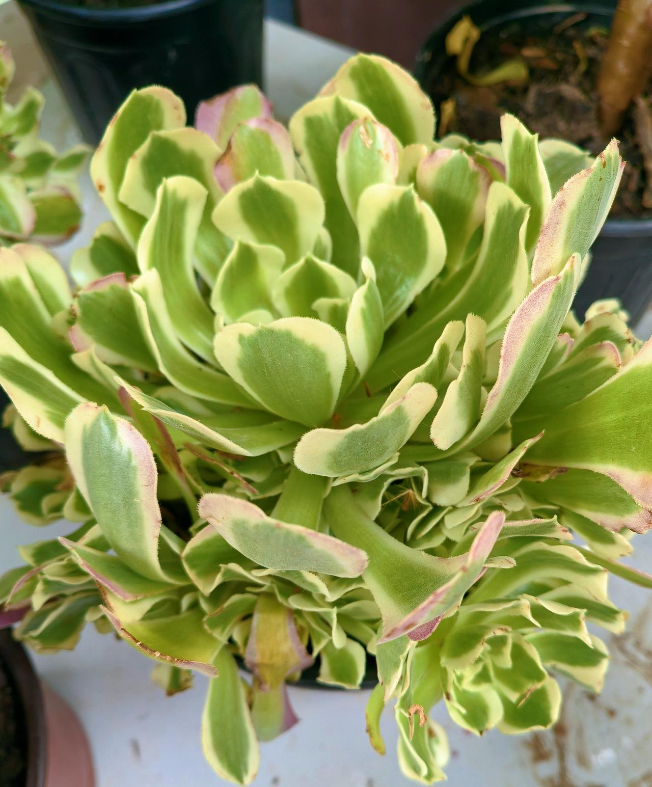 分享一张随手拍照片家里面养了好几年的花儿，非常好伺候的！
