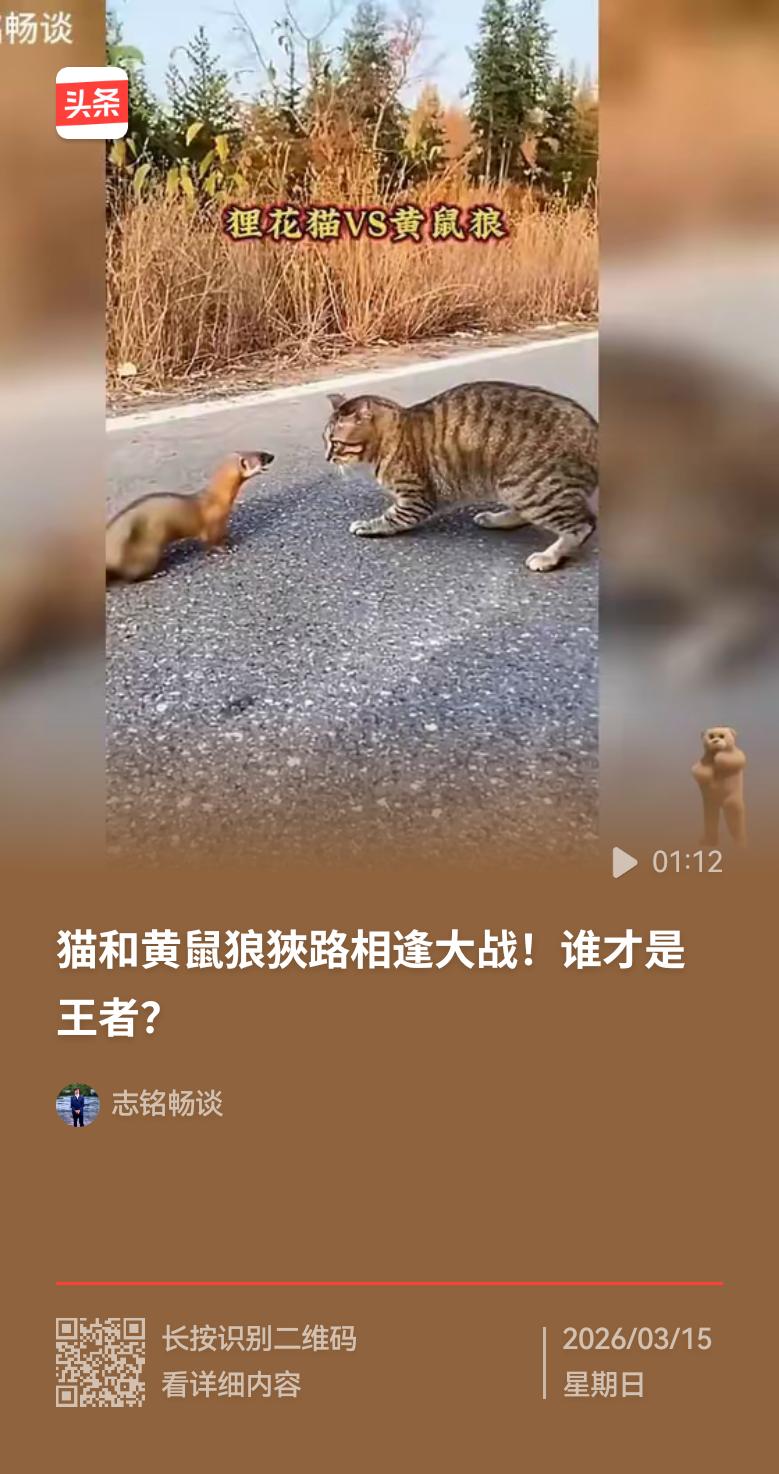 都说狭路相逢勇者胜，当狸花猫遇上黄大仙，那场面可太有看头了。之前有只嚣张的黄鼠狼