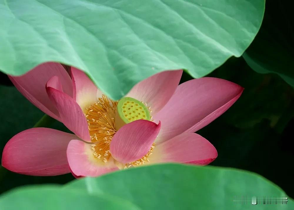 屋里藏娇《原创》
藕叶遮住花朵，花朵藏在藕叶里面，犹抱琵芭半遮面，羞羞答答不想让