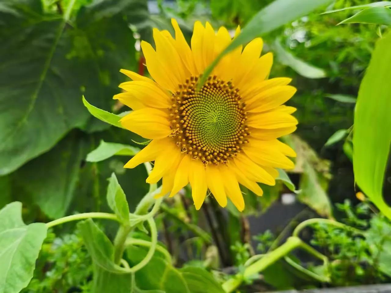 夏日生活打卡季