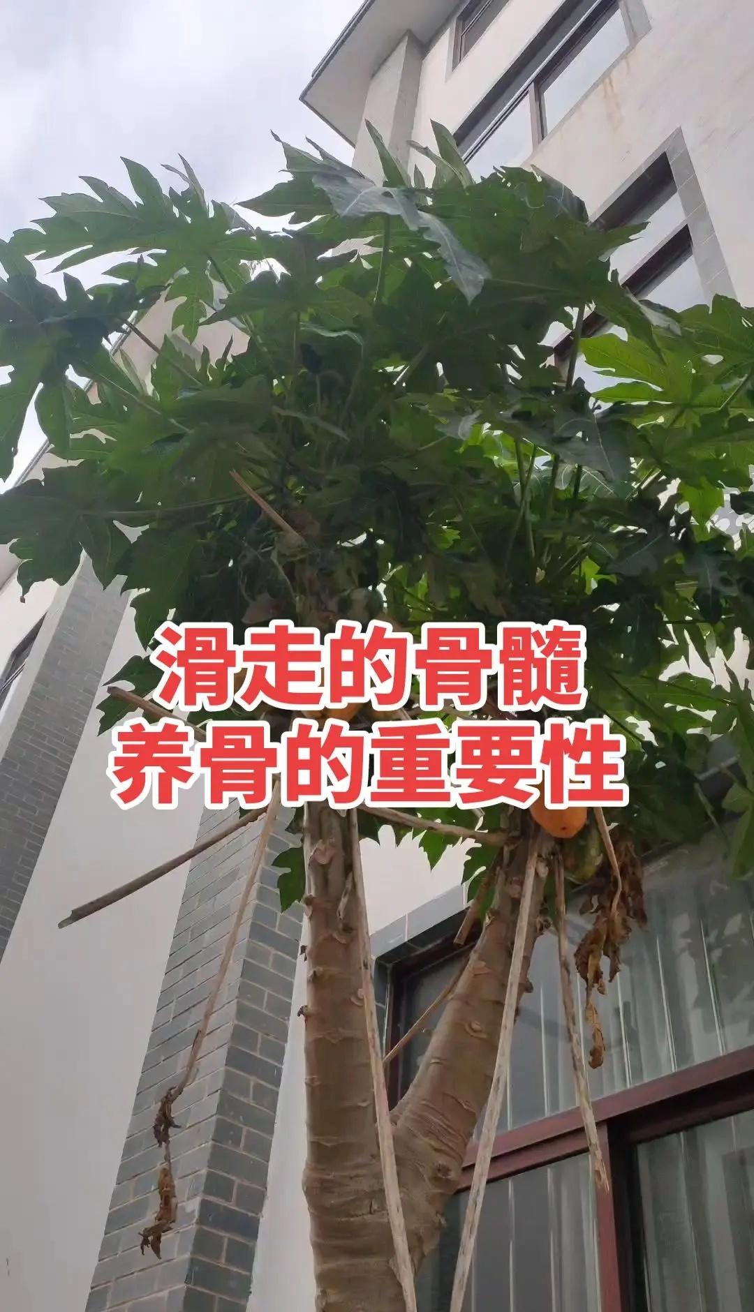 零零后小将颠覆斯诺克赛场！吴宜泽决赛绝杀墨菲登顶世锦赛，解锁独一无二历史纪录。夺
