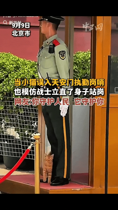 “太萌了！”北京天安门哨位上，一只小橘猫悄悄跳上岗台，凑在武警战士腿边，仰着小脑