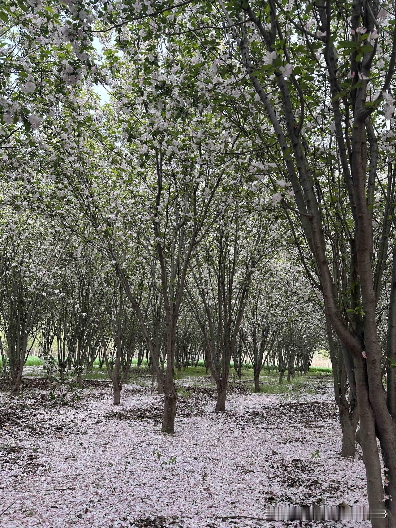 我还想再发发落花的图片
毕竟满地花瓣的风景
不是太常见