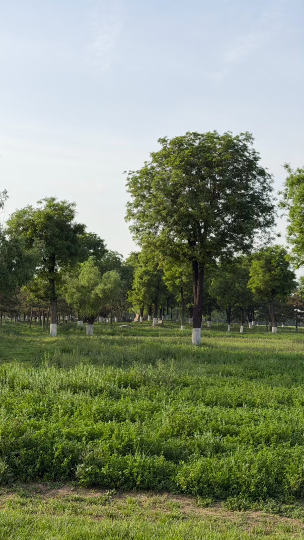 未央宫的初夏，没有太多复建的华丽建筑，大片的草地、沉默的遗址，和那些活了很久很久