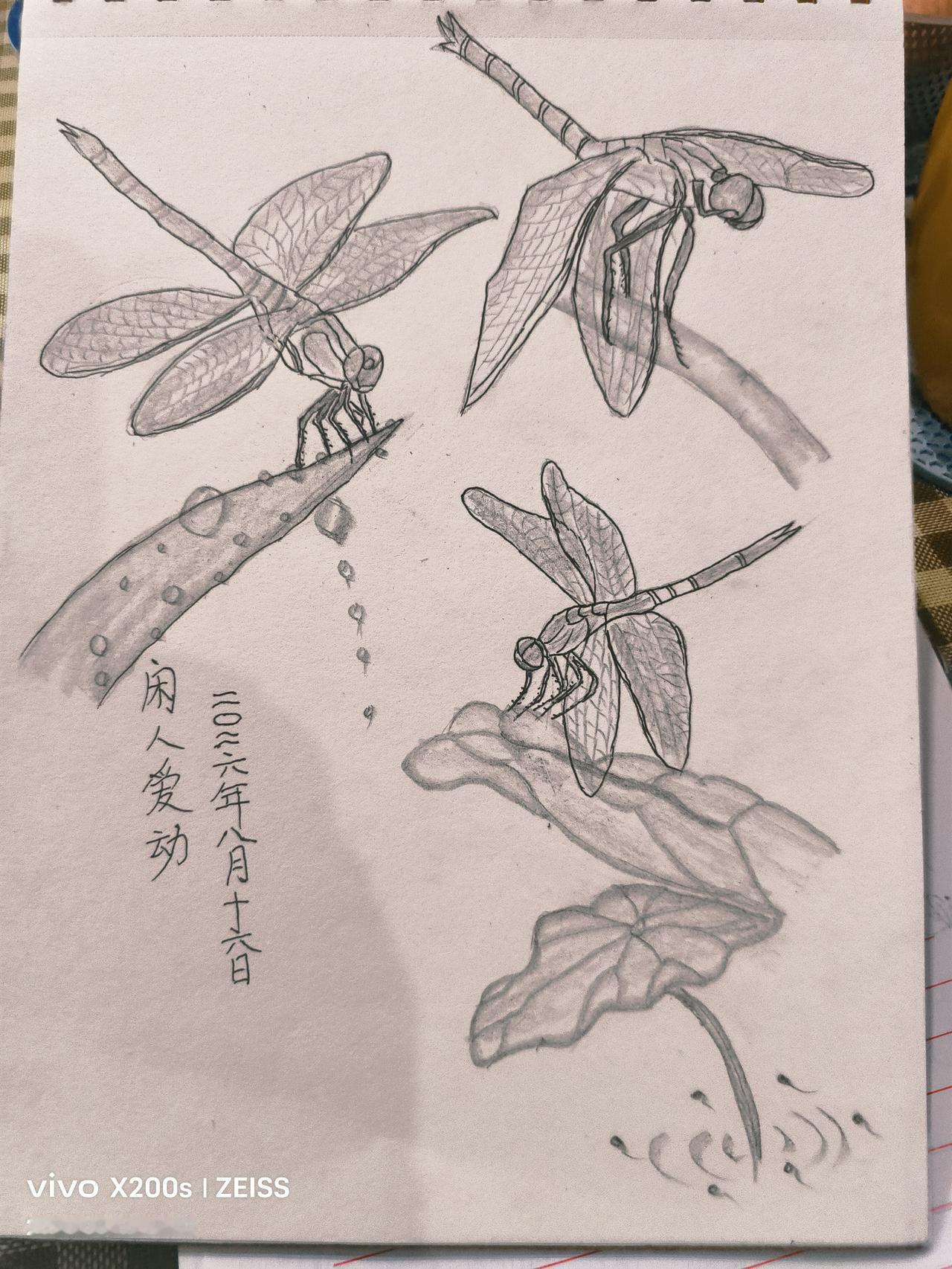 千姿百态、五颜六色
          不知大家发现没有夏末和秋季，户外的蜻蜓特