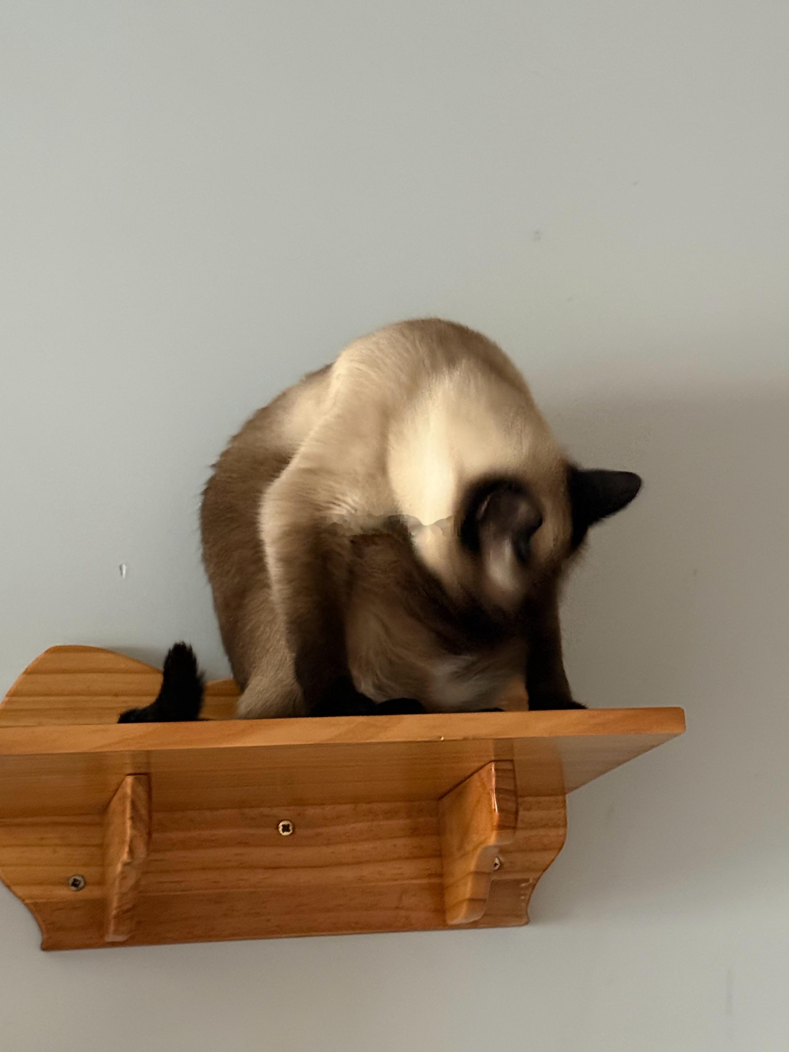 我的猫呀！太可爱了吧！小帅Craft
