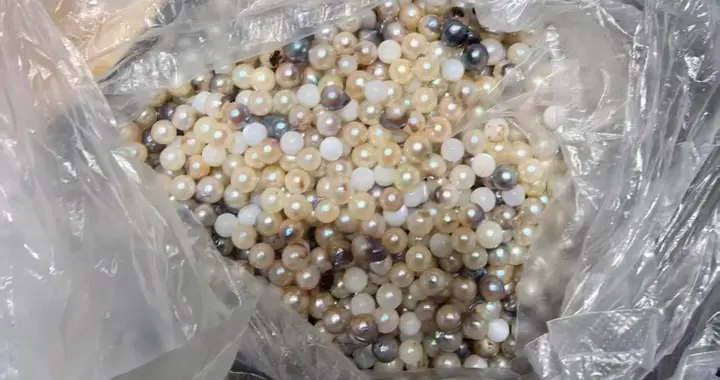 青岛故事｜海中“生”明珠！青岛产珍珠首次大量上市，收购价1斤1.8万元
