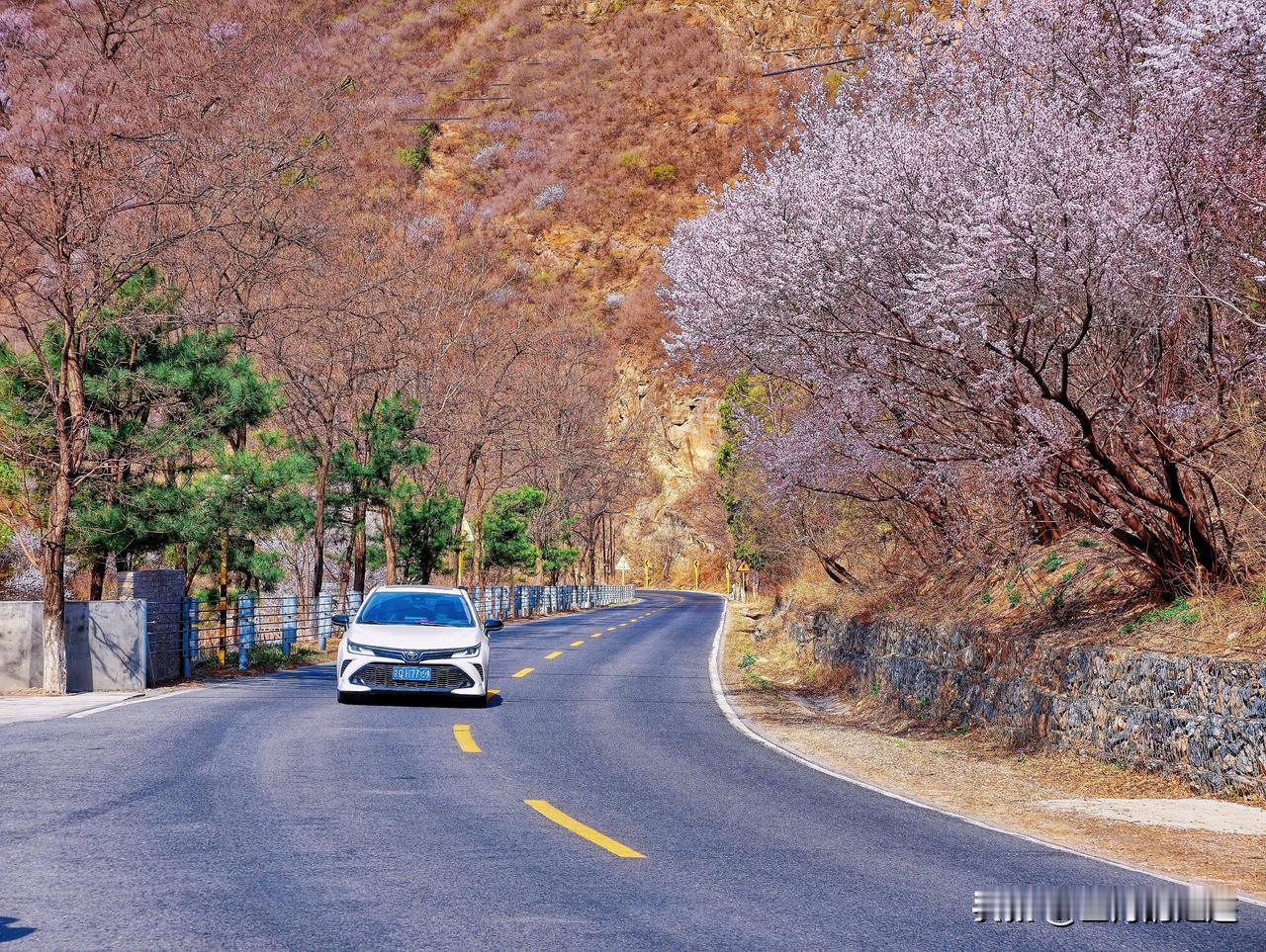 北京的春日，又怎么能不来一趟妙峰山与大禅路呢？

妙峰山路与大禅路是京郊跑山的热