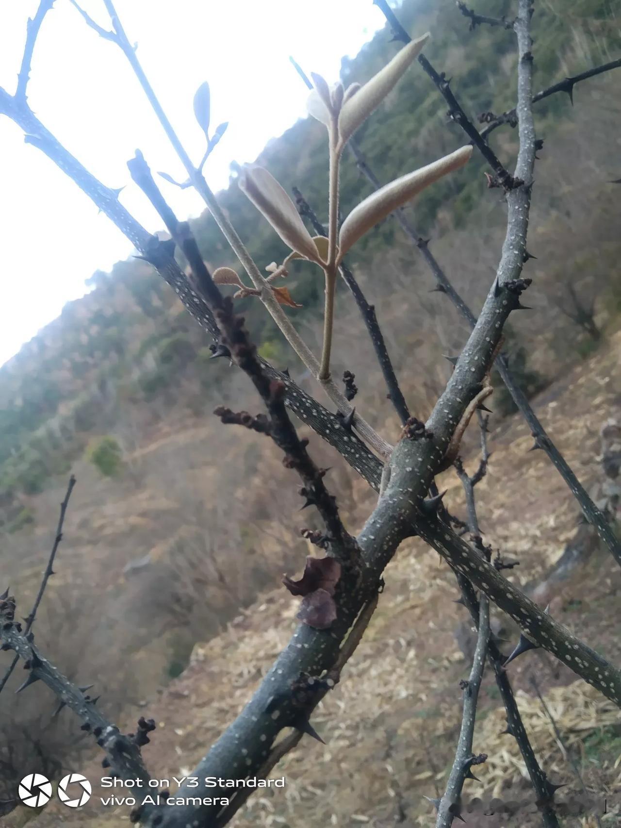 昨天下午，去山上砍，寄生草，梅子对上的，花椒树上的，这两种树不好爬上去，全部都是