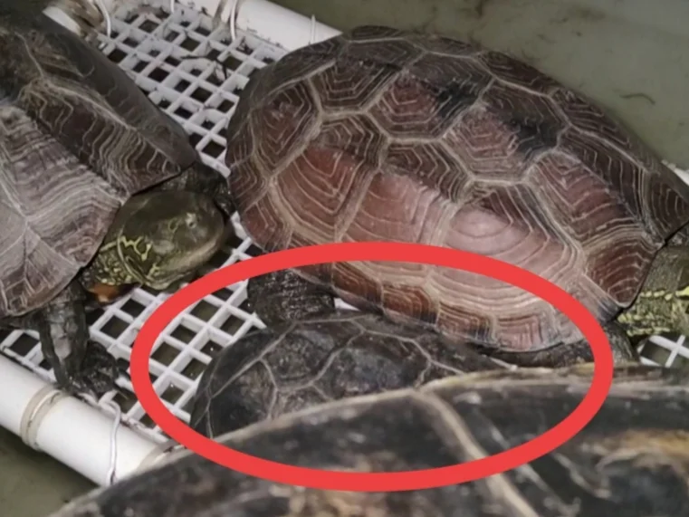 🐢这恋爱脑 无敌了