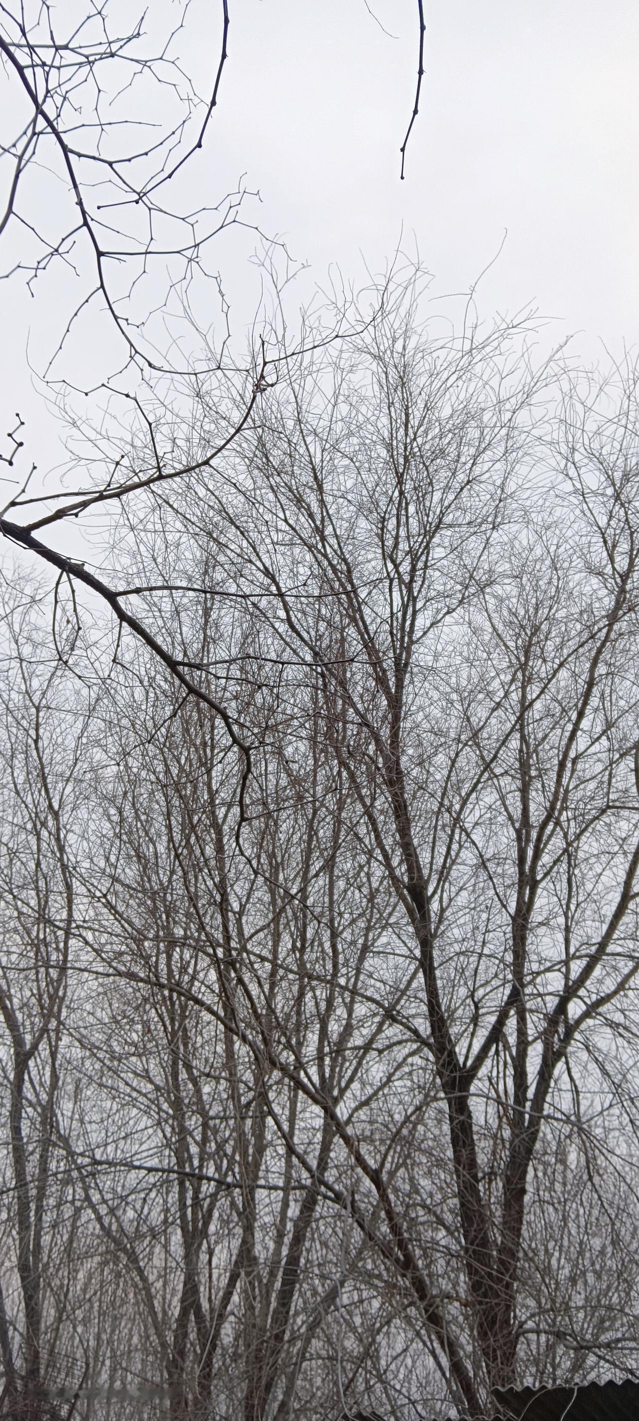 同情弱势群体，是大多数善良的人对强弱二者产生矛盾并与己无关的情况下，从感情上支持