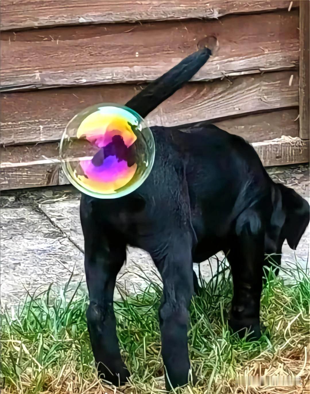 万不要用洗洁精给狗子洗澡，冲不干净
彩虹屁[捂脸]