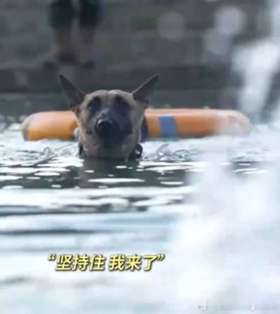 军犬救援演练认出训导员——然后扭头就走近日，一场严肃的水上救援演练现场，因军犬“
