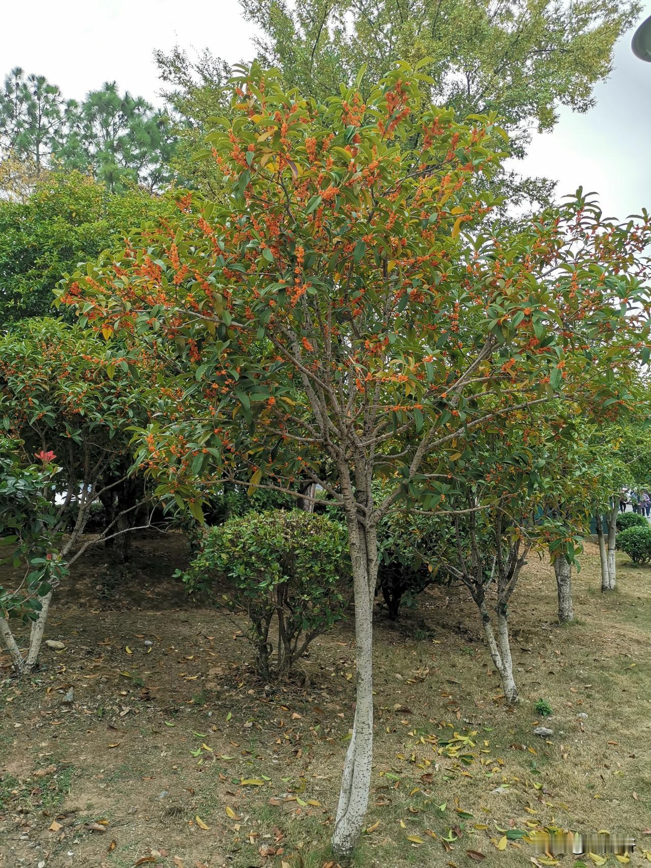 向光而行，扎根暗处

尼采那句“其实人跟树是一样的，越是向往高处的阳光，它的根就