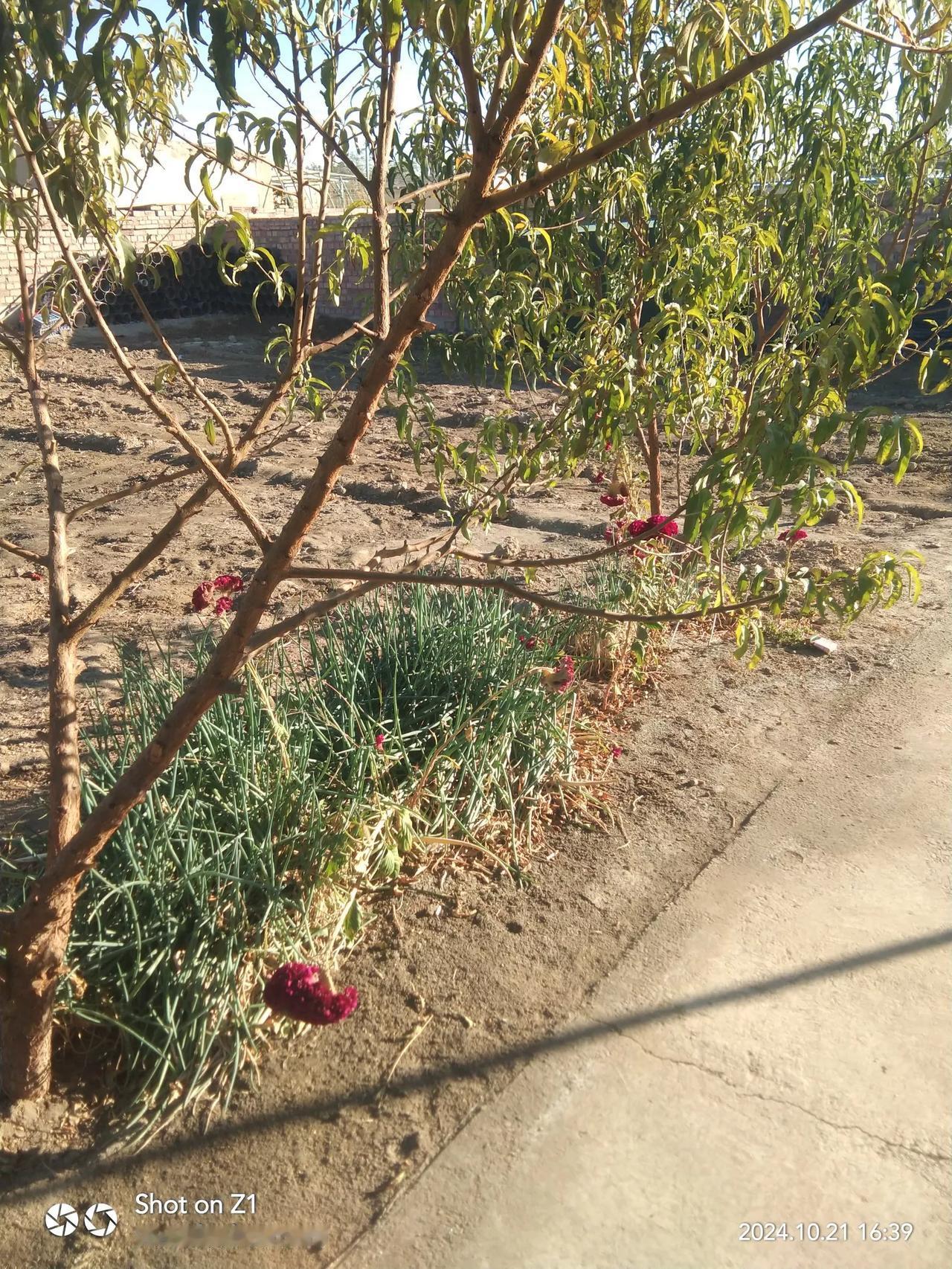 花有重开日，树无再少年。树下有花，花前有菜。