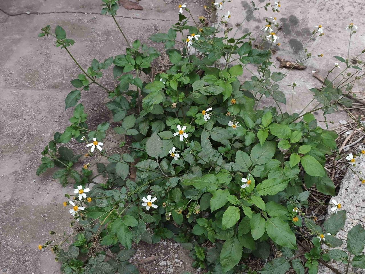 我的今日状态：😁轻松愉快
我这里的天气：☀️晴天
现在AI真厉害！拍了厂里的不