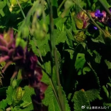 每日一善 善中有乐，一路善行；善中有仁，日日善行；善中有孝，敬老善行；善中有爱，