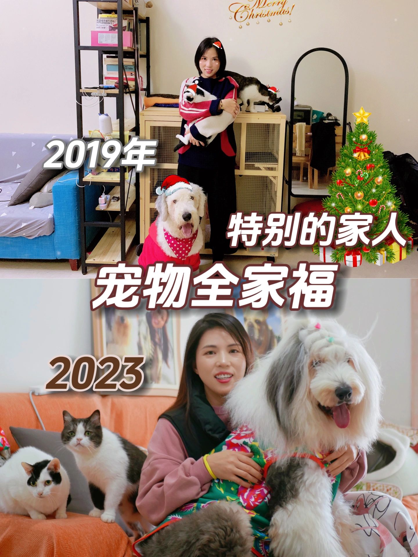 别人的全家福四代同堂，我的全家福猫狗双全