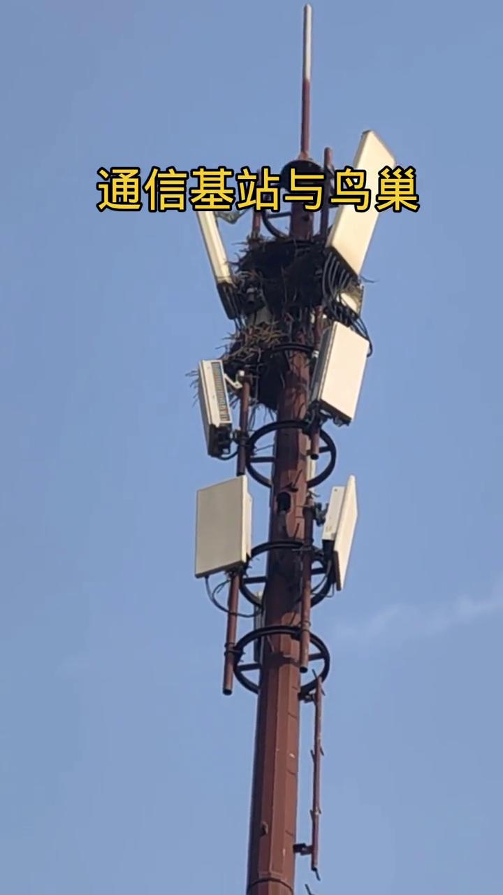 通信基站与鸟巢。