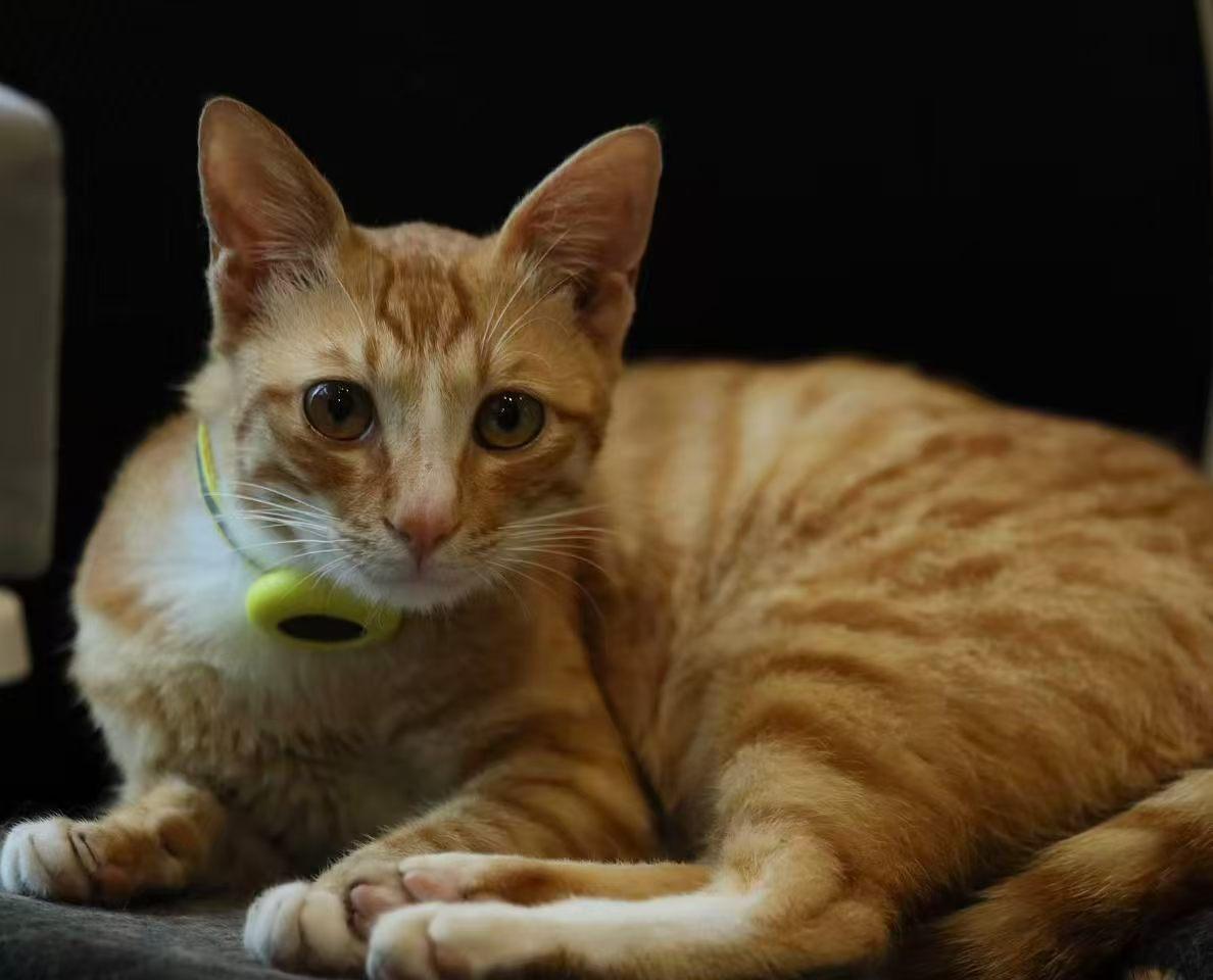 珠海，小橘猫找爱心领养

给小可爱一个家！别找了，这就是全网脾气温柔的“小狗猫”