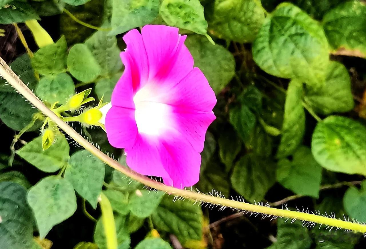 鲜花随手拍（首发原创）
#手机随手拍夏花# #手机随拍花朵# #夏花随手拍# #