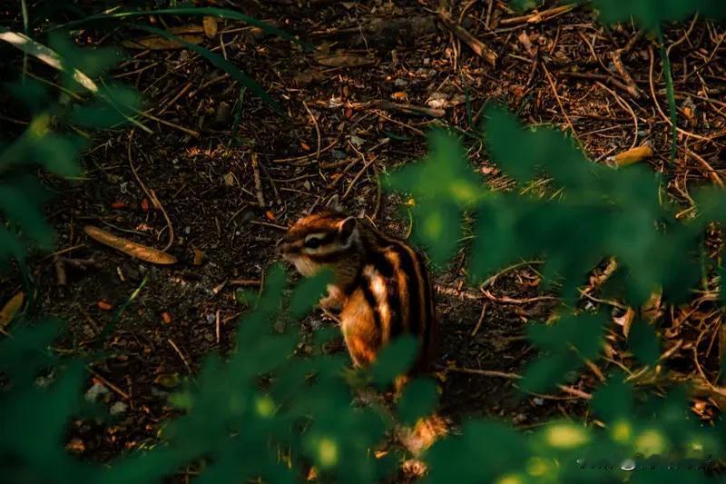 寻和觅同意词对仗是否犯合掌? 
“寻”和“觅”对仗是否犯合掌，得好好说道说道。“