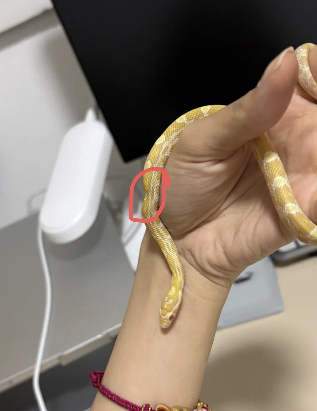 求助 小蛇心脏前有一点凹陷是什么原因呀
刚来家的时候没那么明显
喂完小鼠这两天看