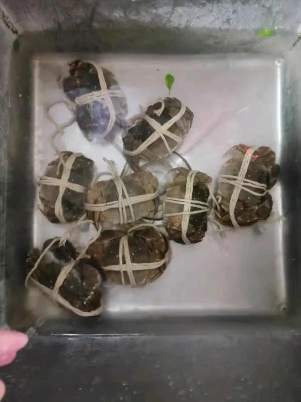 我的大闸蟹真的不能吃了？

朋友送了8只螃蟹，今天决定把它们解决掉。打开后，我眼
