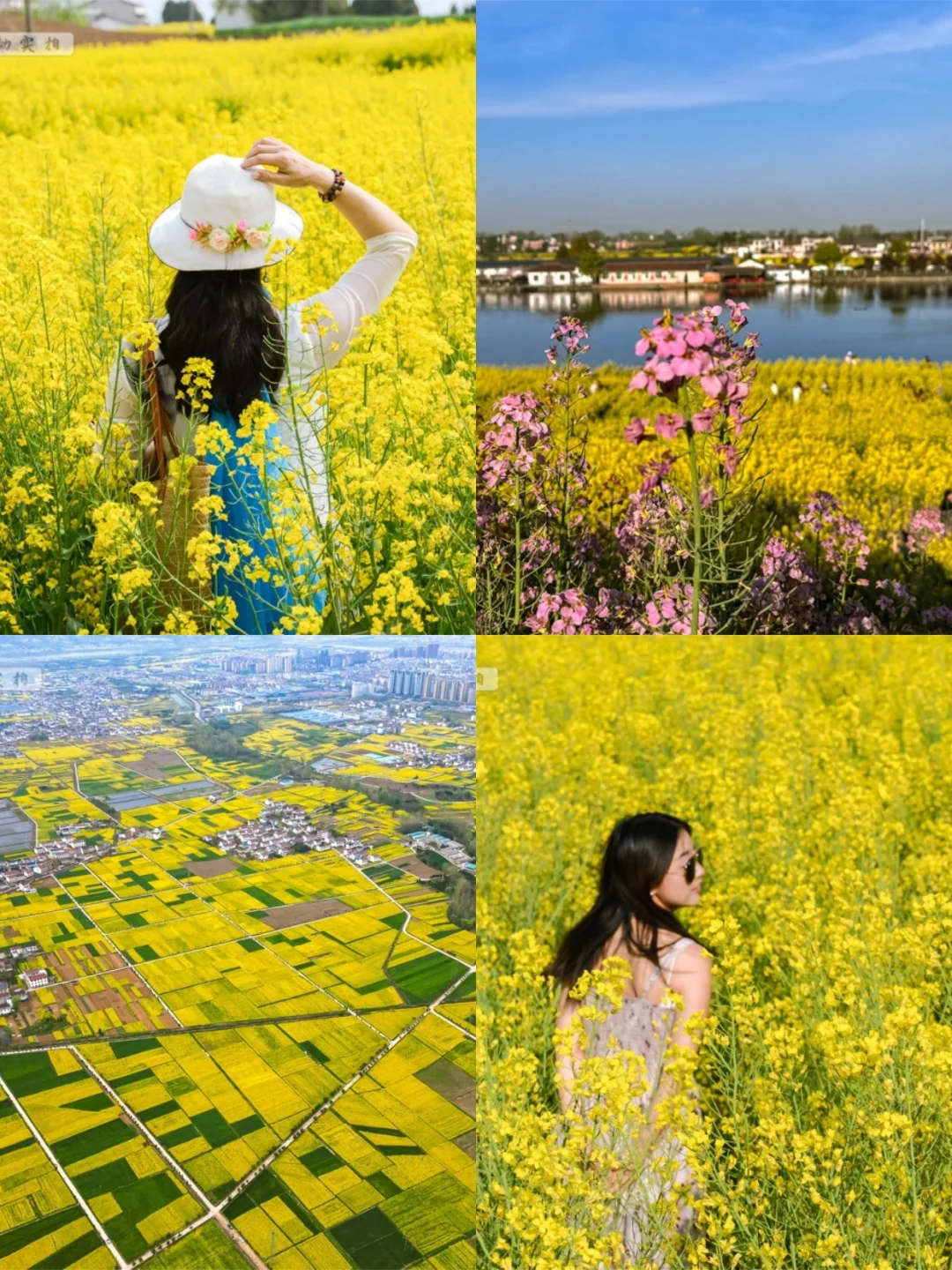 西安出发1.5h🚄汉中油菜花海🌸观花指南