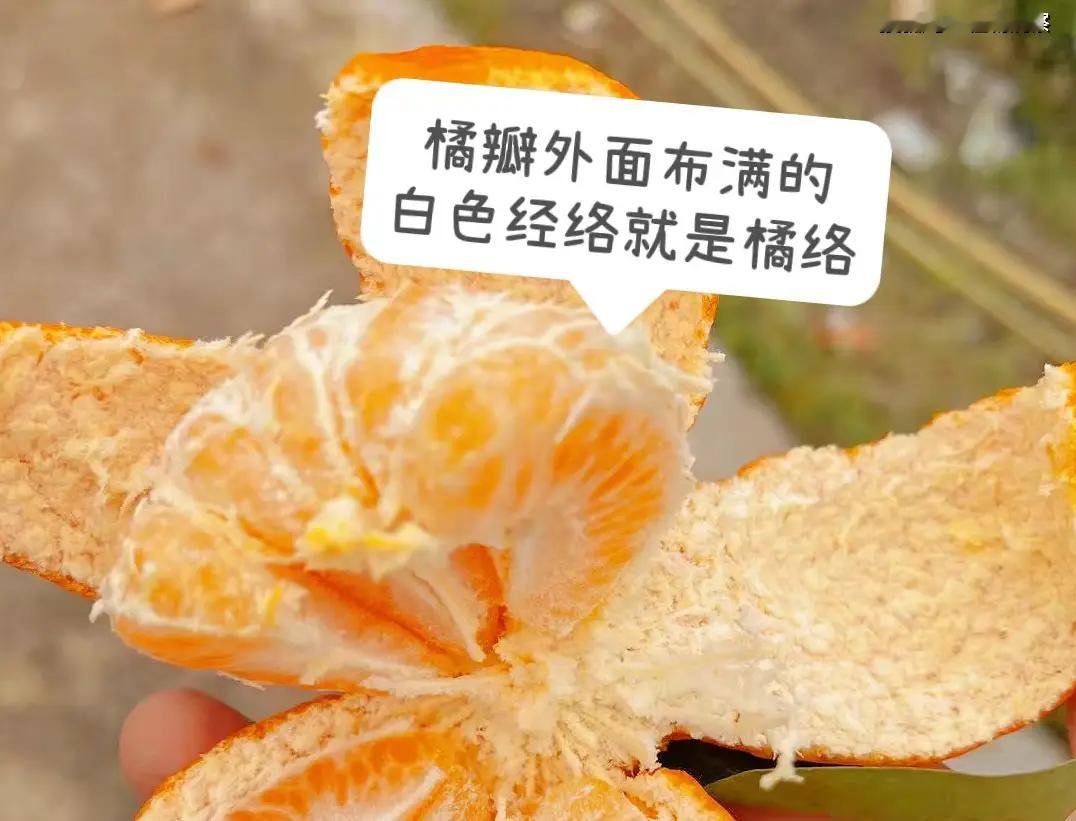 你吃橘子会把那层橘络撕掉吗？我一直觉得撕不撕这个东西好像代表了两种完全不同的性格