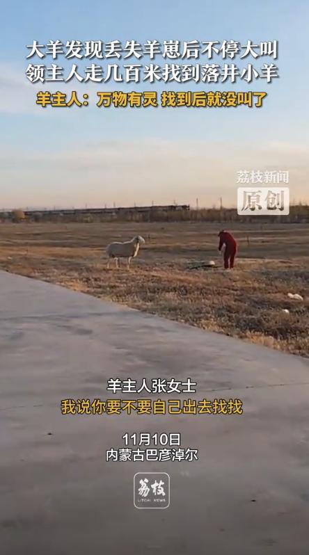 “万物都有灵！”内蒙古巴彦淖尔，一女子赶羊回家后，发现一只母羊变得焦躁不安，不断