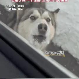 泪目了，黑龙江，女子开车偶遇一只流浪狗追车，追了好几公里都不肯停，女子心软掉头接