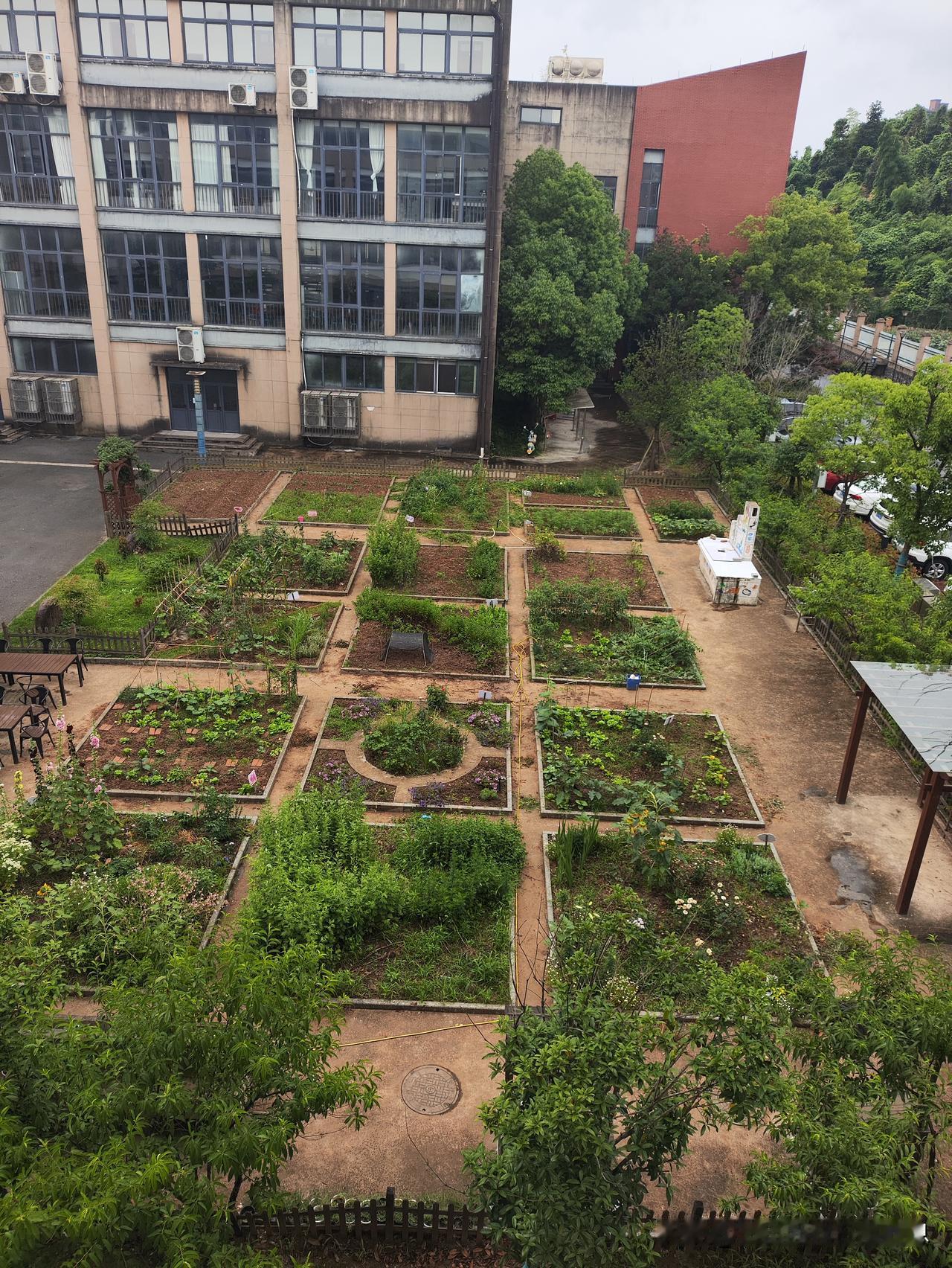 现在学校真好
有菜园
有灶台
还有温室
挺好的
不过
我们小时候
直接去学校旁边