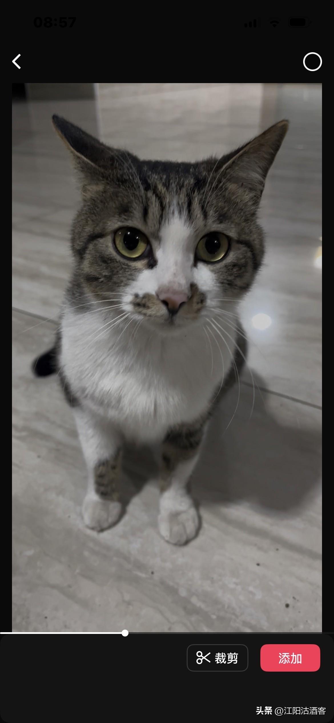 我始终觉得狸花猫很可爱，而且很有一种独特的气质，它们不说宠物，是实打实的有见地和