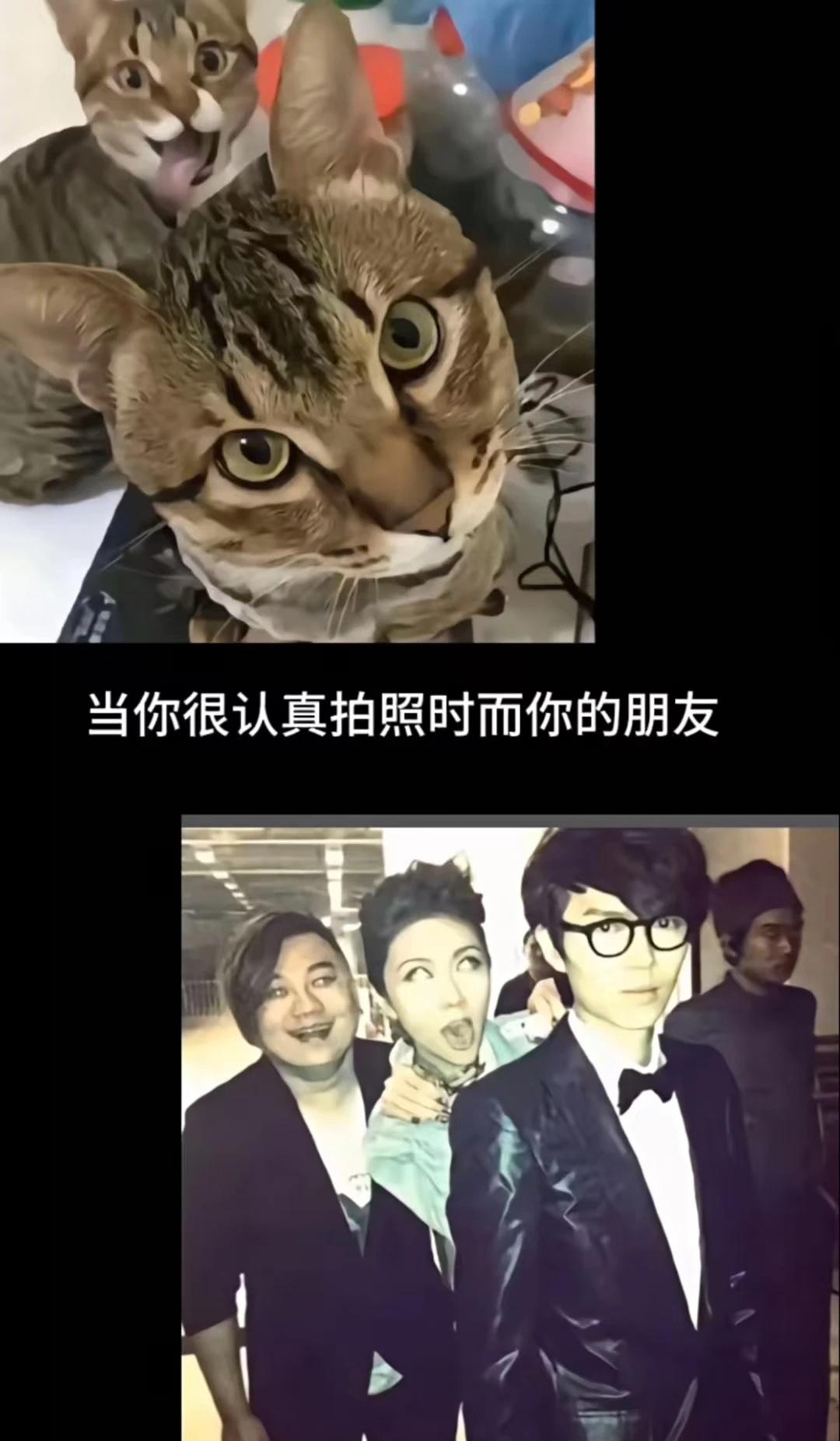 方大同小猫咪 当然要拍照 梗图 本人最近的精神状态