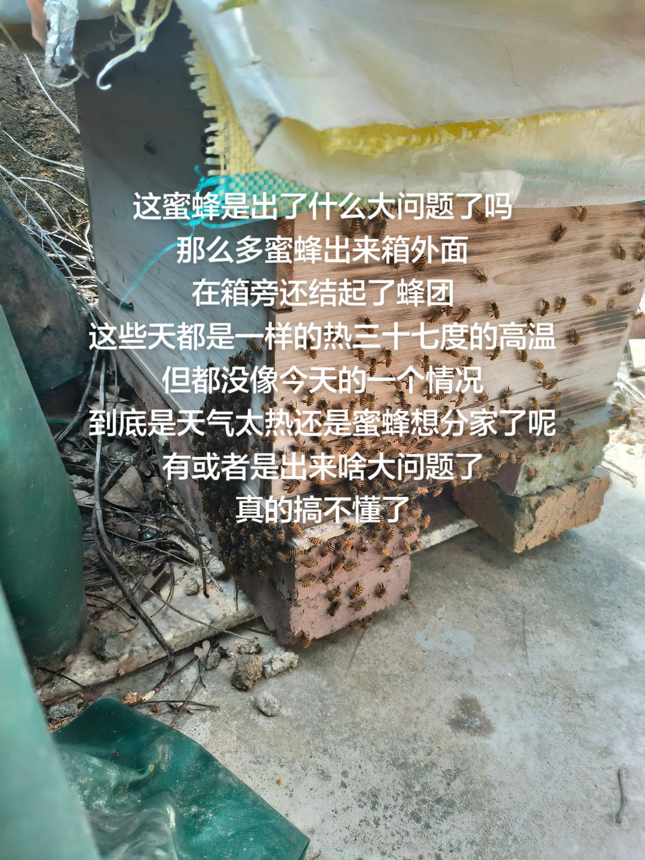 这蜜蜂是出了什么大问题了吗
那么多蜜蜂出来箱外面
在箱旁还结起了蜂团
这些天都是