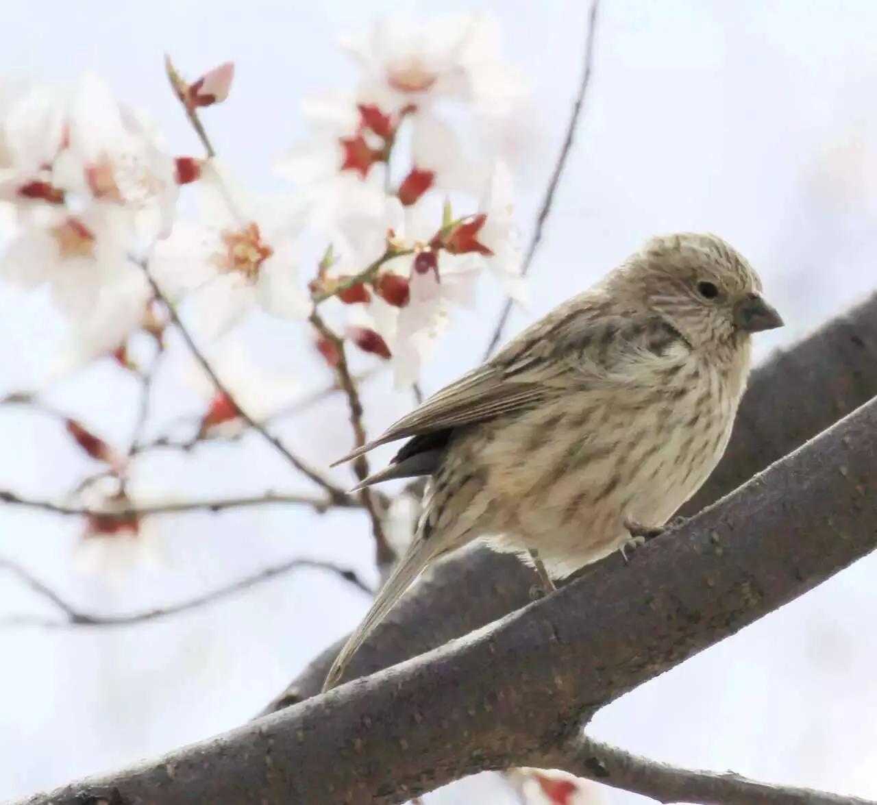 春分。