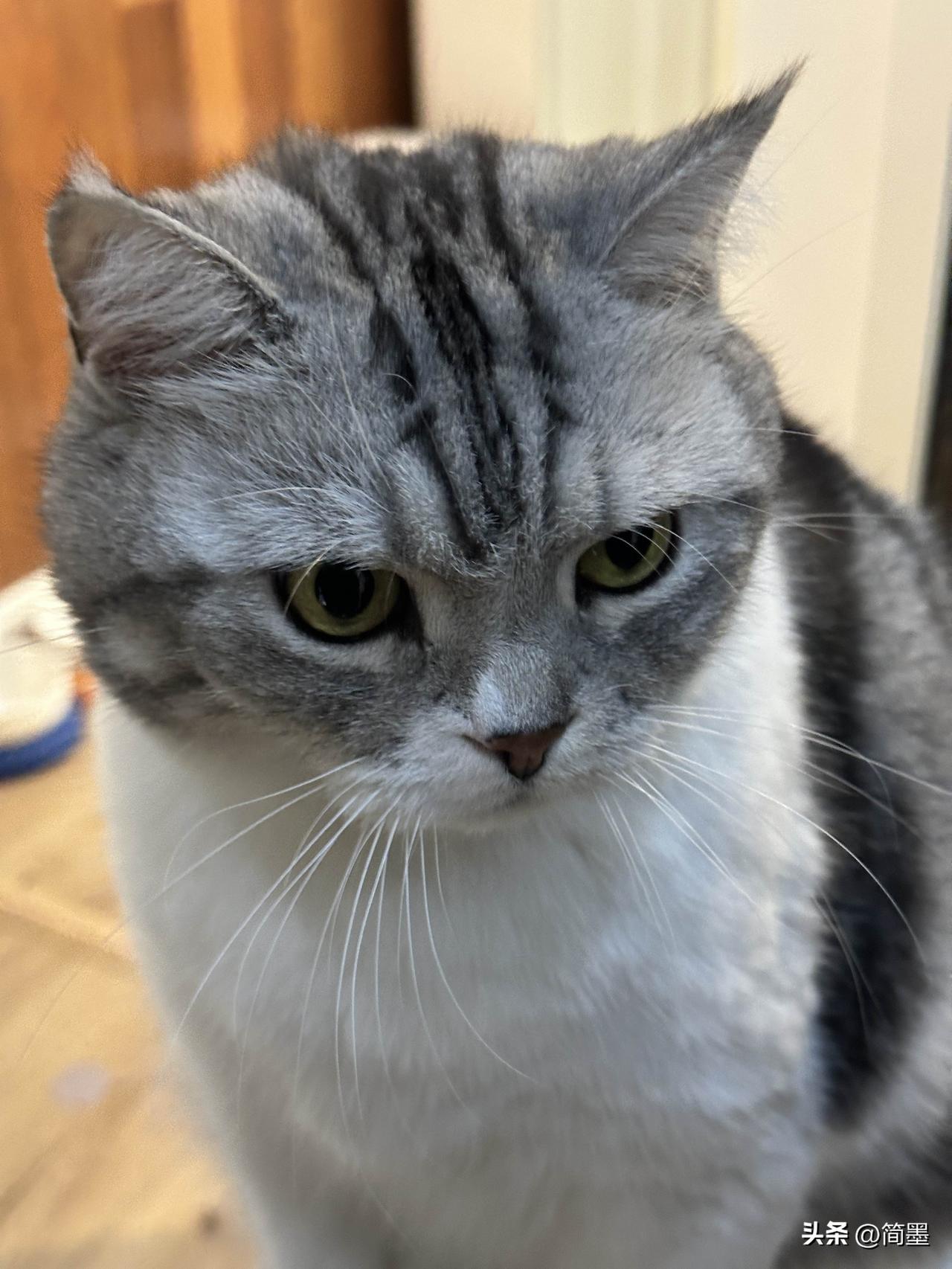 我家的猫咪是只布偶猫，给你们看看它的可爱照片。它就像造物主的完美之作，一双湖水蓝