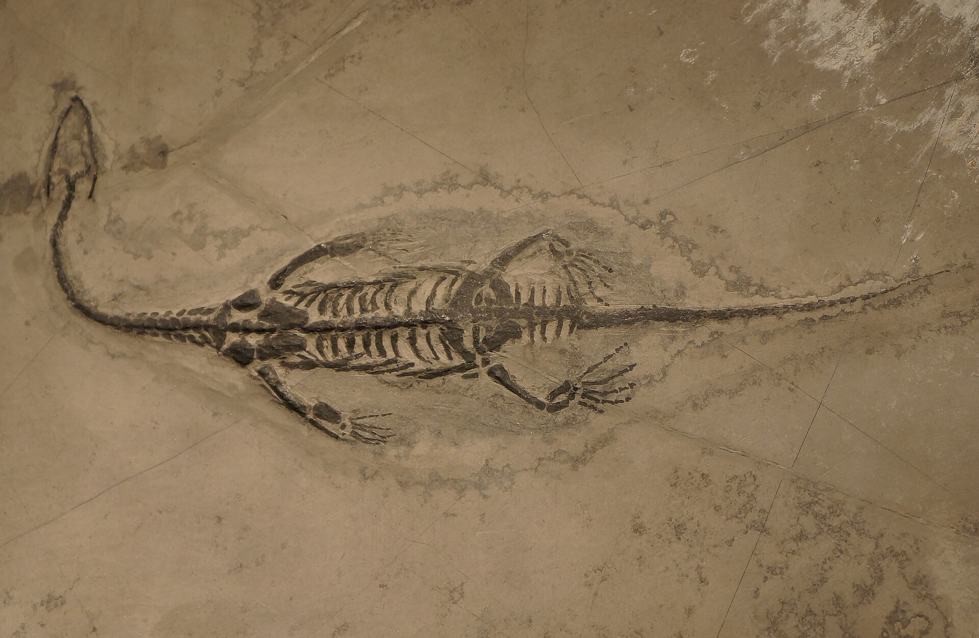 #你的桌面恐龙博物馆# 第八课 贵州龙（二）Kueichousaurus 饲养贵