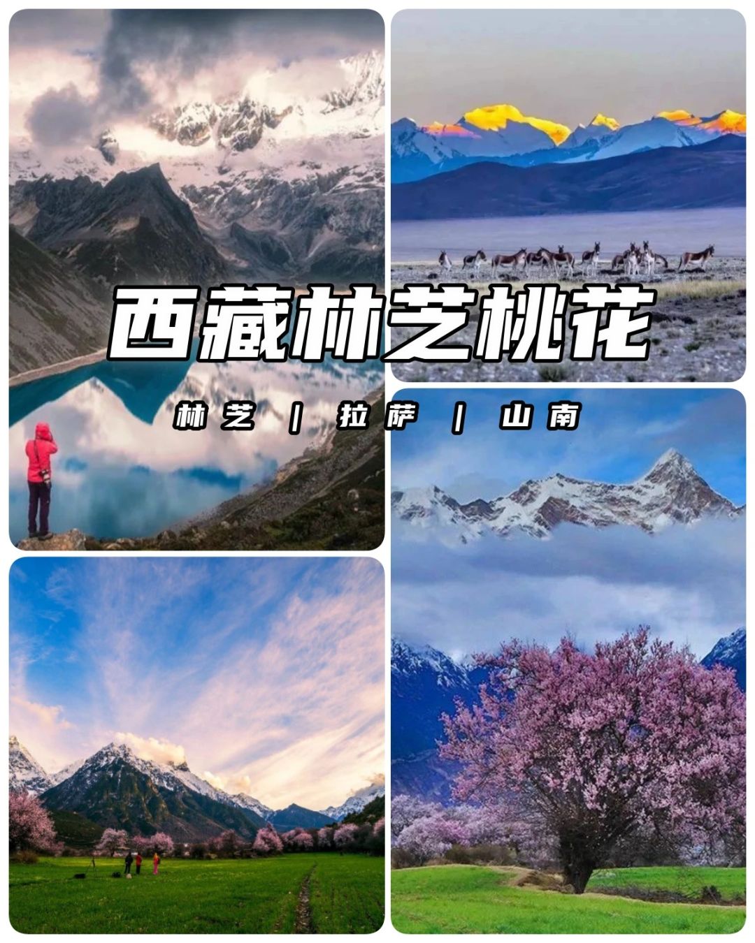 西藏林芝桃花节，寻找通往天堂的眼睛