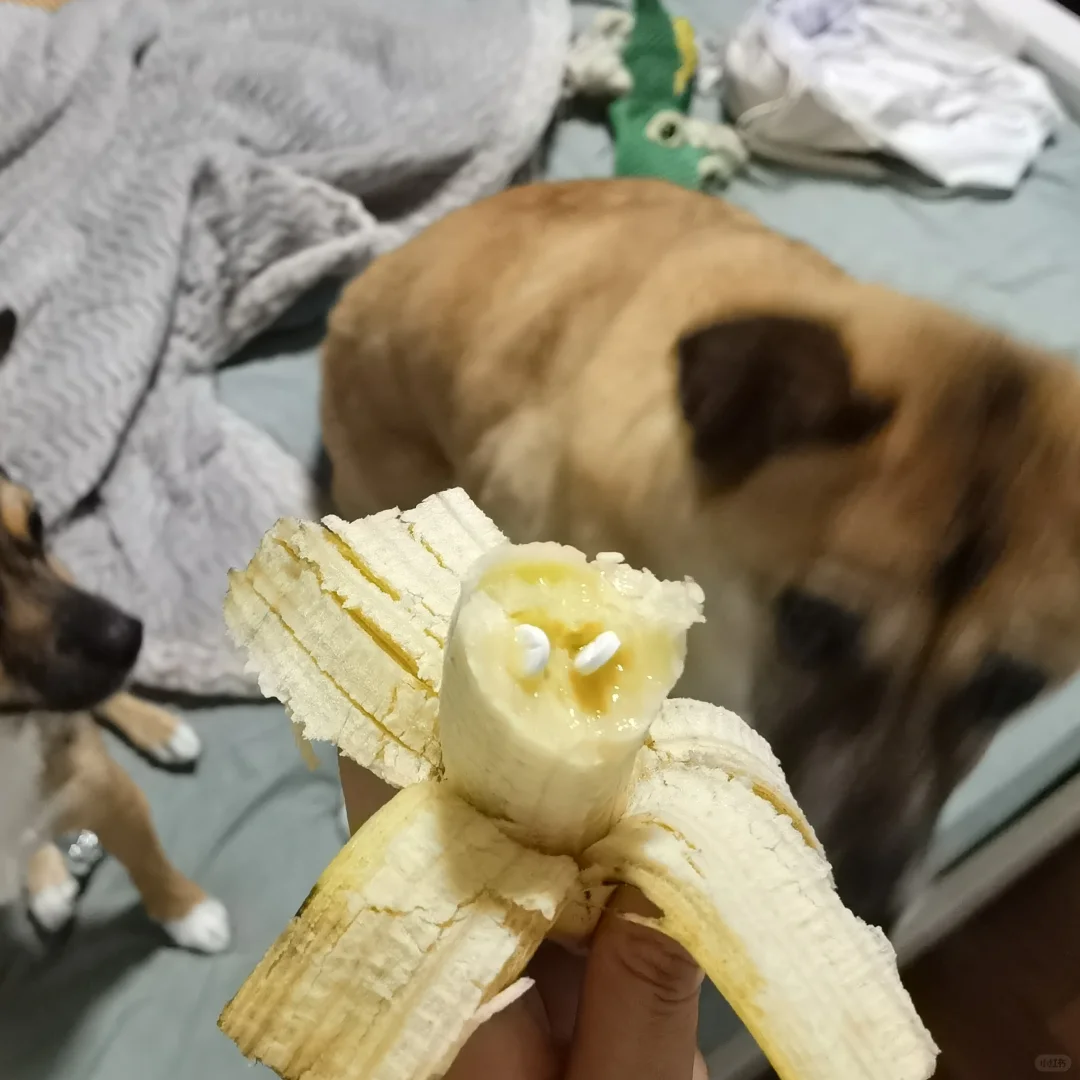 骗狗吃药的办法拿来骗人吃药