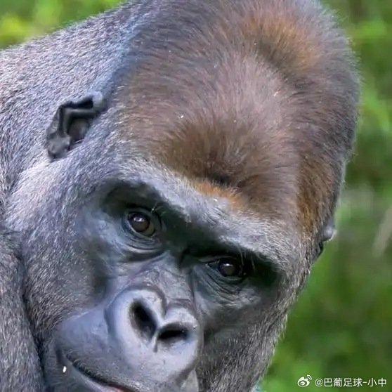 《为什么人类第一次接触和动物不一样，动物为什么会闻对方的屁股》播放量：8462点