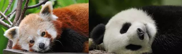 #每天一条冷知识# 小熊猫和大熊猫是不同的物种，然而，它们在进化亲缘关系较远的情
