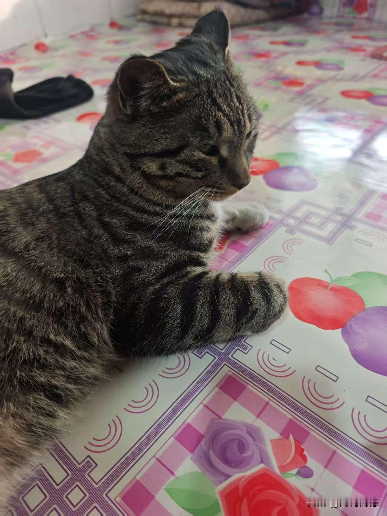 今天到农村亲友家，看到一只好久都没有看到的正宗狸猫趴在炕上，非常的可爱，弹指一挥