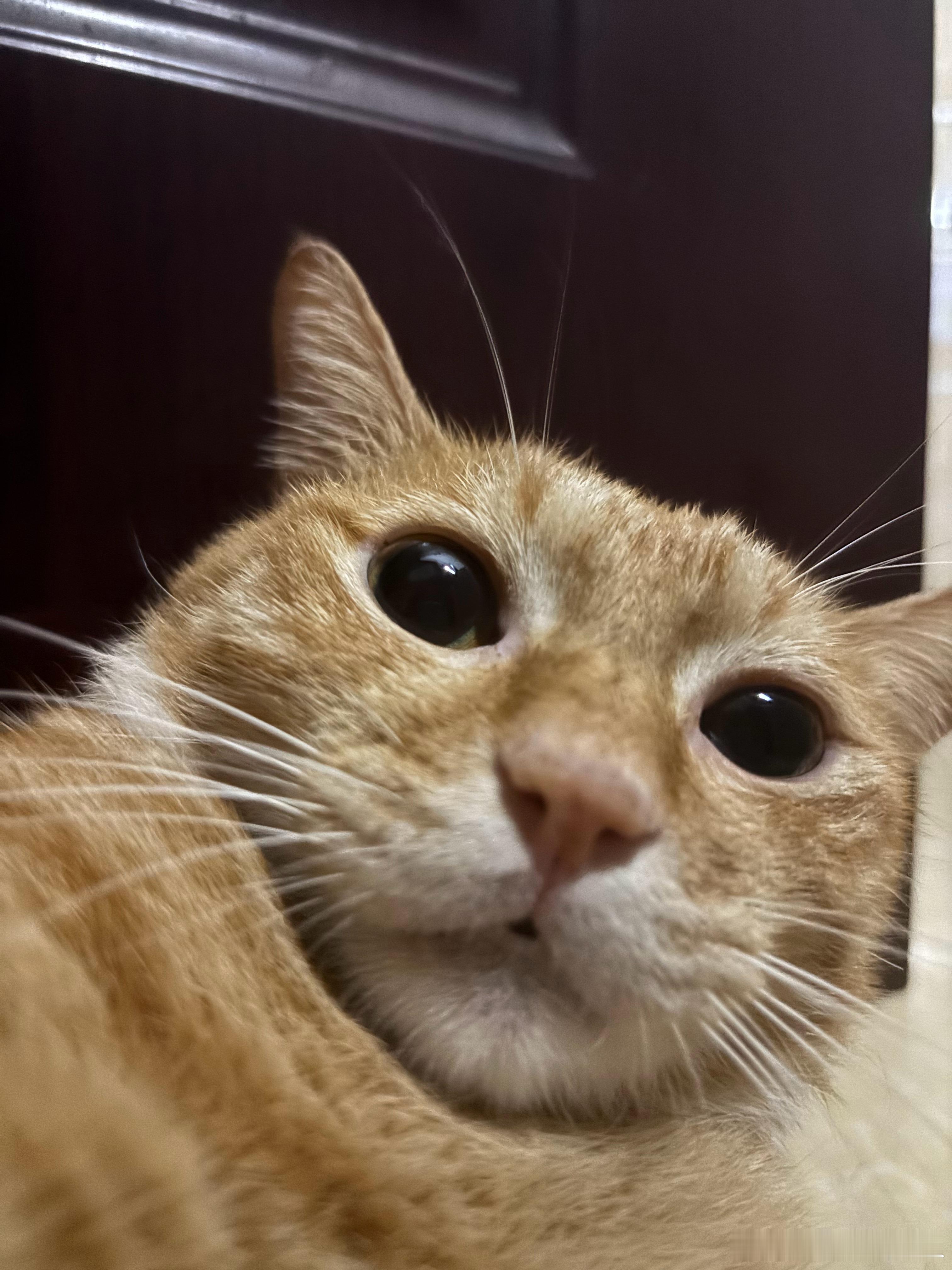 以防你没有见过小猫发呆…🫪 