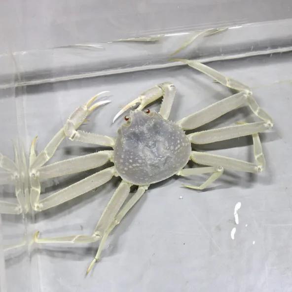 怕不是人为变异  现在到水族馆可以看到雄蟹。( 日本兵库县但马地区渔港，竟接连捕