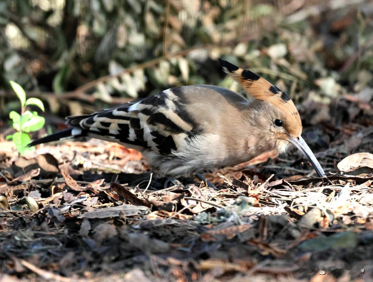 戴胜寻虫记！
在澄江抚仙湖湿地，抓拍到了戴胜鸟在草地上找虫吃的瞬间，鸟儿也在为生