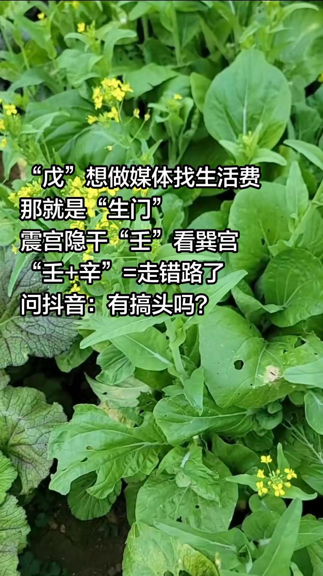 搞自媒体行吗？